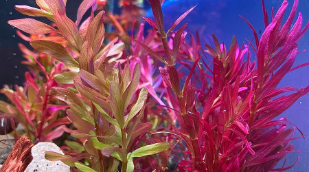 Rotala pink et blood red sg variant
