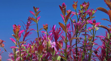 rotala ramosior florida