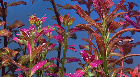 rotala ramosior florida et sunset