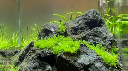 aquarium Iwagumi sans co2