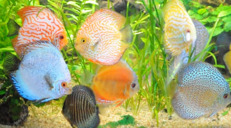 aquarium Discus