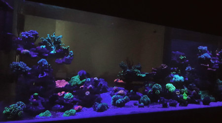 Début de journée sur le récif