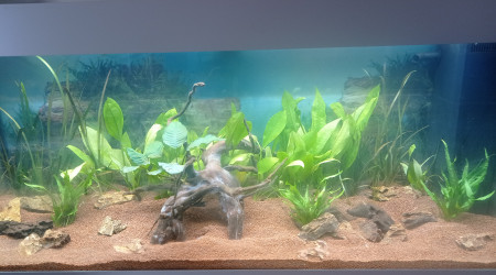 aquarium Rio 240