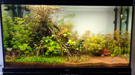 aquarium 200l