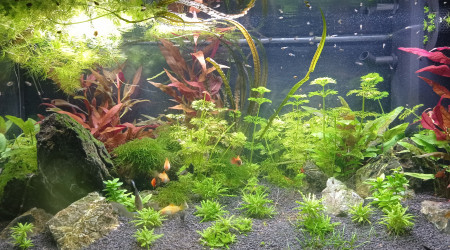 aquarium Le 110L des plapys