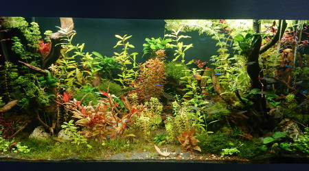 aquarium Oase 300