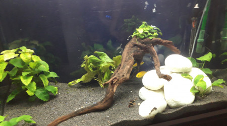 aquarium Aquarium de 450L