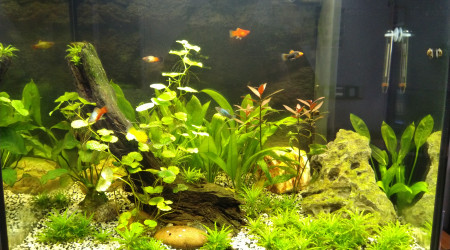 Introduction des platys