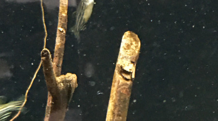 Un Danio est mort…