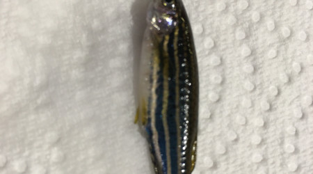 Un Danio est mort…