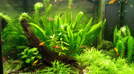 Algues vertes filamenteuses