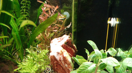 Nouvelles plantes pour concurrencer les algues