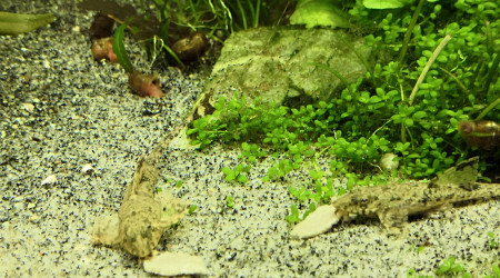 Petit déj pour les rineloricarias