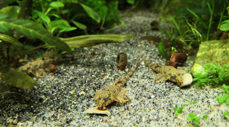 Petit déj pour les rineloricarias