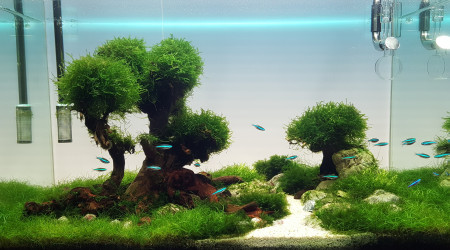 aquarium Aquascape