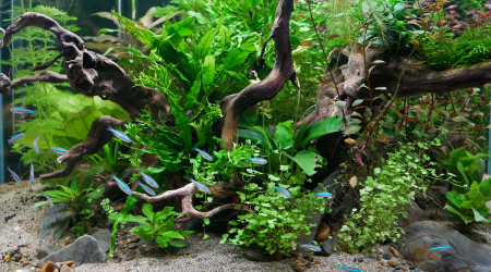 aquarium 96 L Simulans