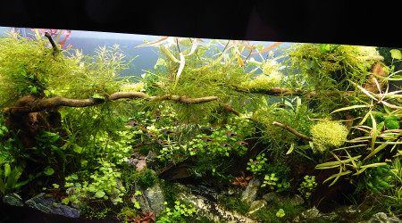 Bornéo 200L communautaire S+5