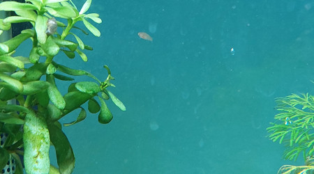 Naissances (Fundulopanchax nigerianus)