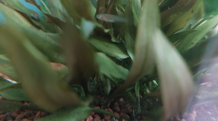 Naissances (Fundulopanchax nigerianus)