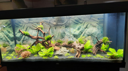 aquarium amazonien 66