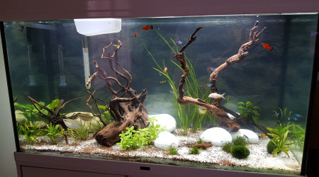 aquarium 240L