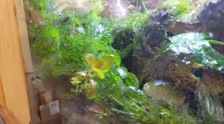 aquarium paludarium Geosesarma Dennerle crabes vampires