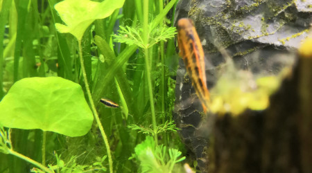 Repro empeurer... Suite!