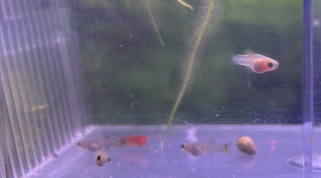 Naissance de 6 guppy et 2 Platy
