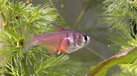 Tetra Rio