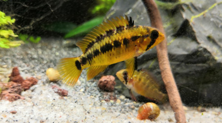 Arrivée des petites nouvelles