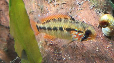 Arrivée des petites nouvelles