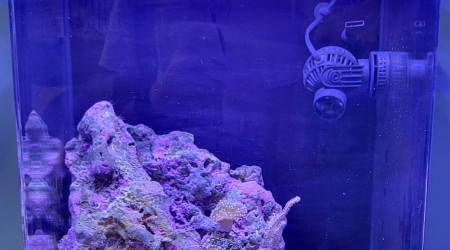 aquarium Biotope récifale de 60 l spécifique coraux et poissons
