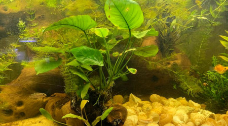 190l 2022 03 30 Lamprologus similis