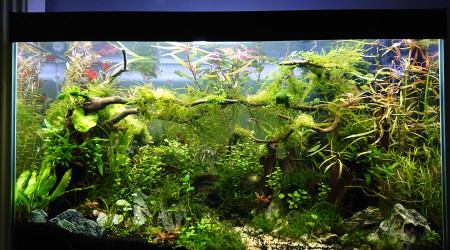 Bornéo 200L communautaire S+6