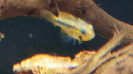 Apistogramma