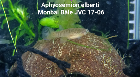 ♀️  Aphyosemion elberti  Mombal Bale JVC 17-06