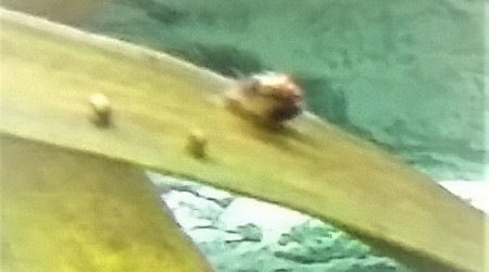 la famille s'agrandit ! j'ai compter 2 gros et 6 petits