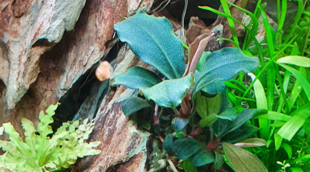 Bucephalandra sp red