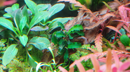 Bucephalandra pygmae "bukit kelam"