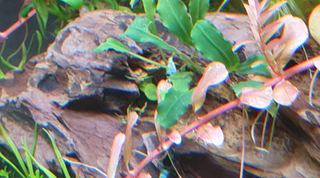 Bucephalandra mini leaf