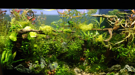 Bornéo 200L communautaire S+7