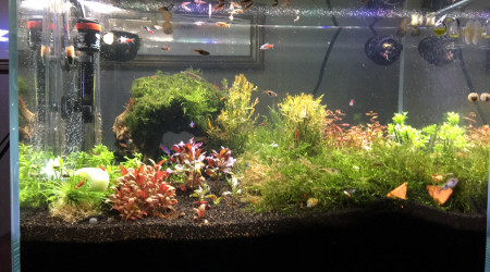 Aquascape en mode Test. Semaine 1