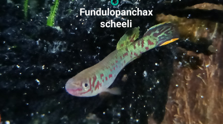 ♂️ Fundulopanchax scheeli