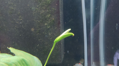 Anubias barteri en fleur