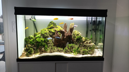 aquarium Malawi 250L