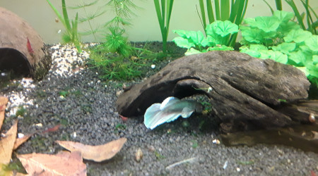 Livraison Fishfish : arrivée