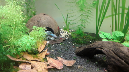 Livraison Fishfish : arrivée