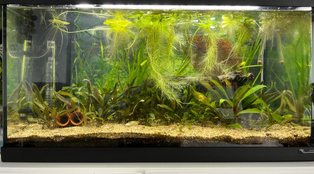 aquarium Low tech 60l