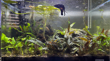 aquarium Betta X Japonica