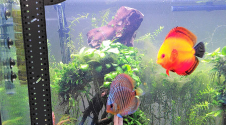 Petite astuce maison pour mesurer ses discus